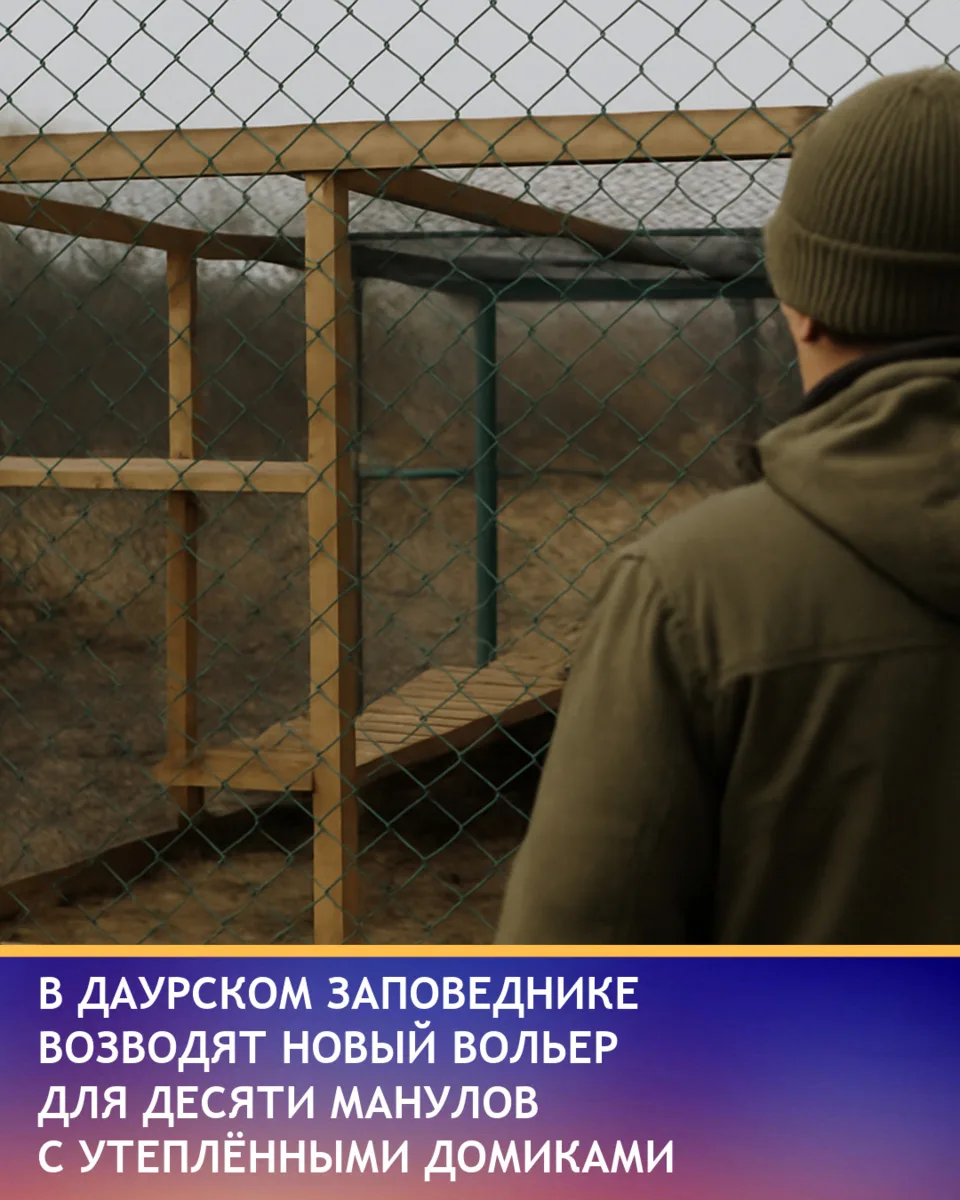 В Даурском заповеднике построят новый вольер для десяти манулов на участке «Адон-Челон»...
