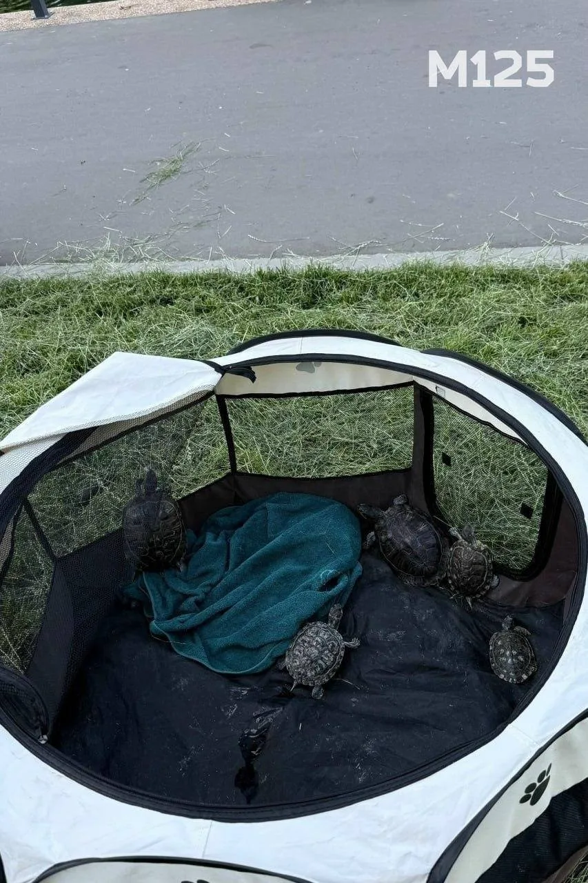🐢 Маленькие черепашки «вышли» на вечернюю прогулку