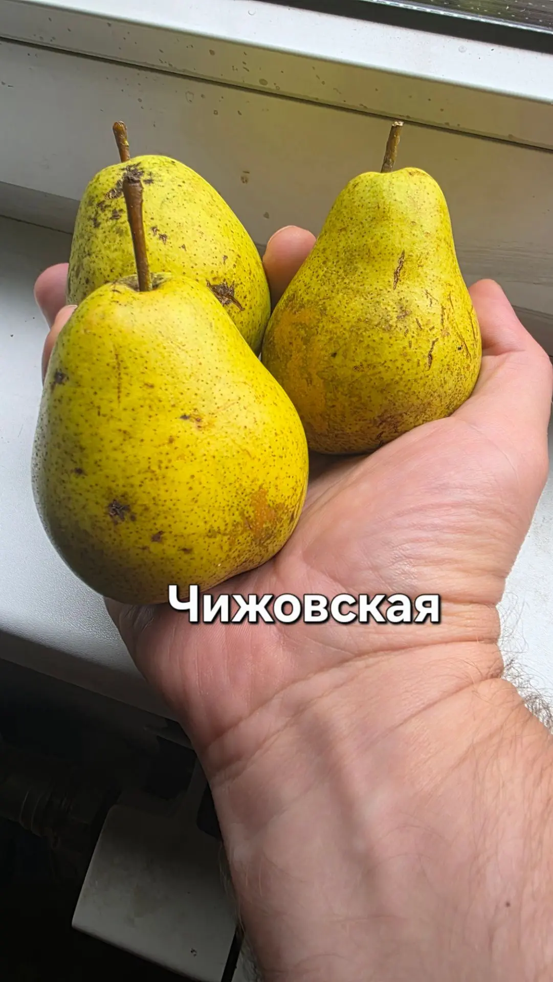 Как же дороги для меня  эти плоды ... В моей пойме берег реки Киржач Владимирская облас...