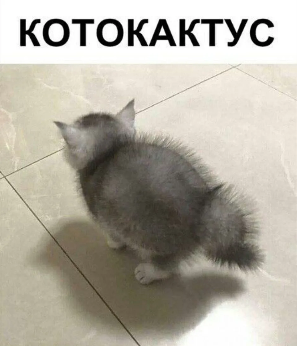 Котокактус 🌵🐱