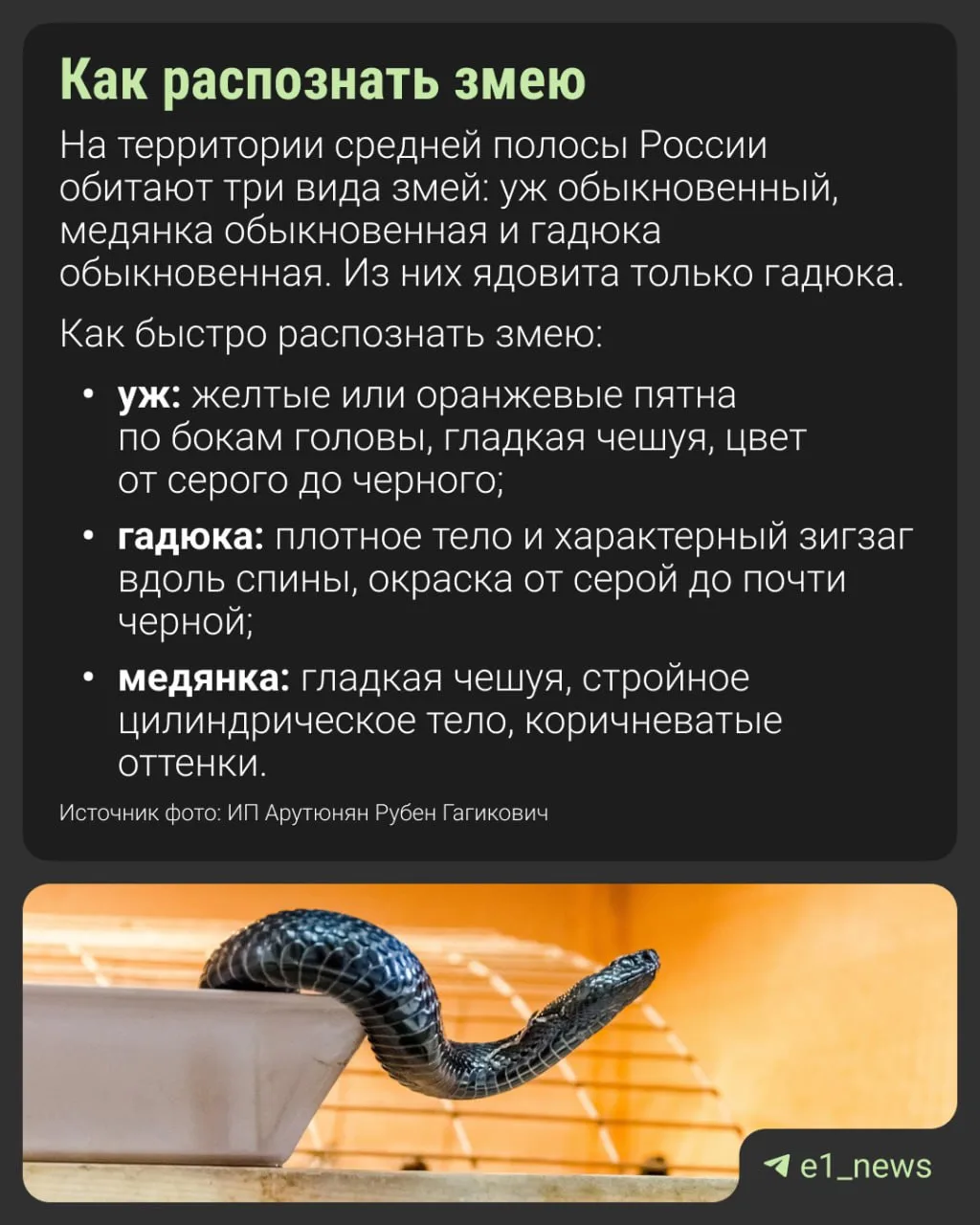 Что делать, если укусила змея?  С наступлением тепла многие выбираются на природу, где могут поджида