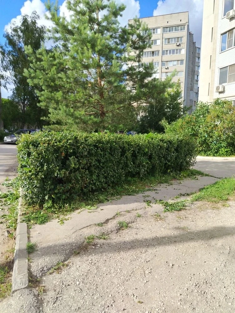 Уважаемые жильцы! Сегодня произвели небольшое озеленение: высадили новый куст метельчат...