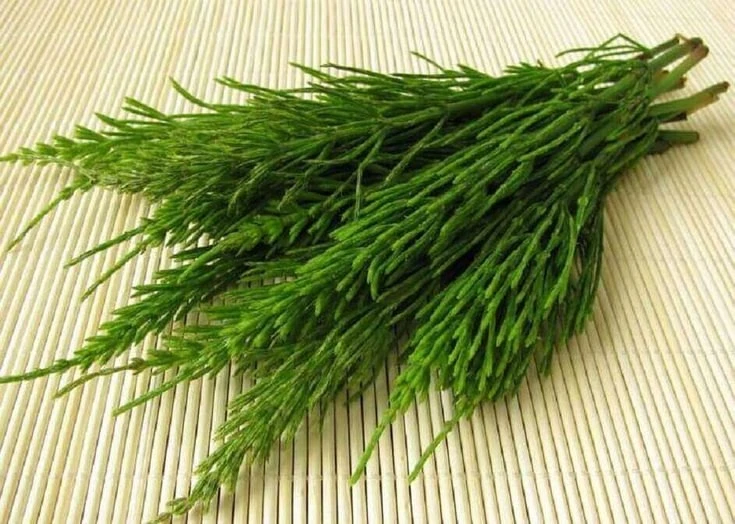 НАРОДНЫЕ СРЕДСТВА ХВОЩА ПОЛЕВОГО

Хвощ полевой (Equisetum Arvense) - одна из древнейших лекарственны