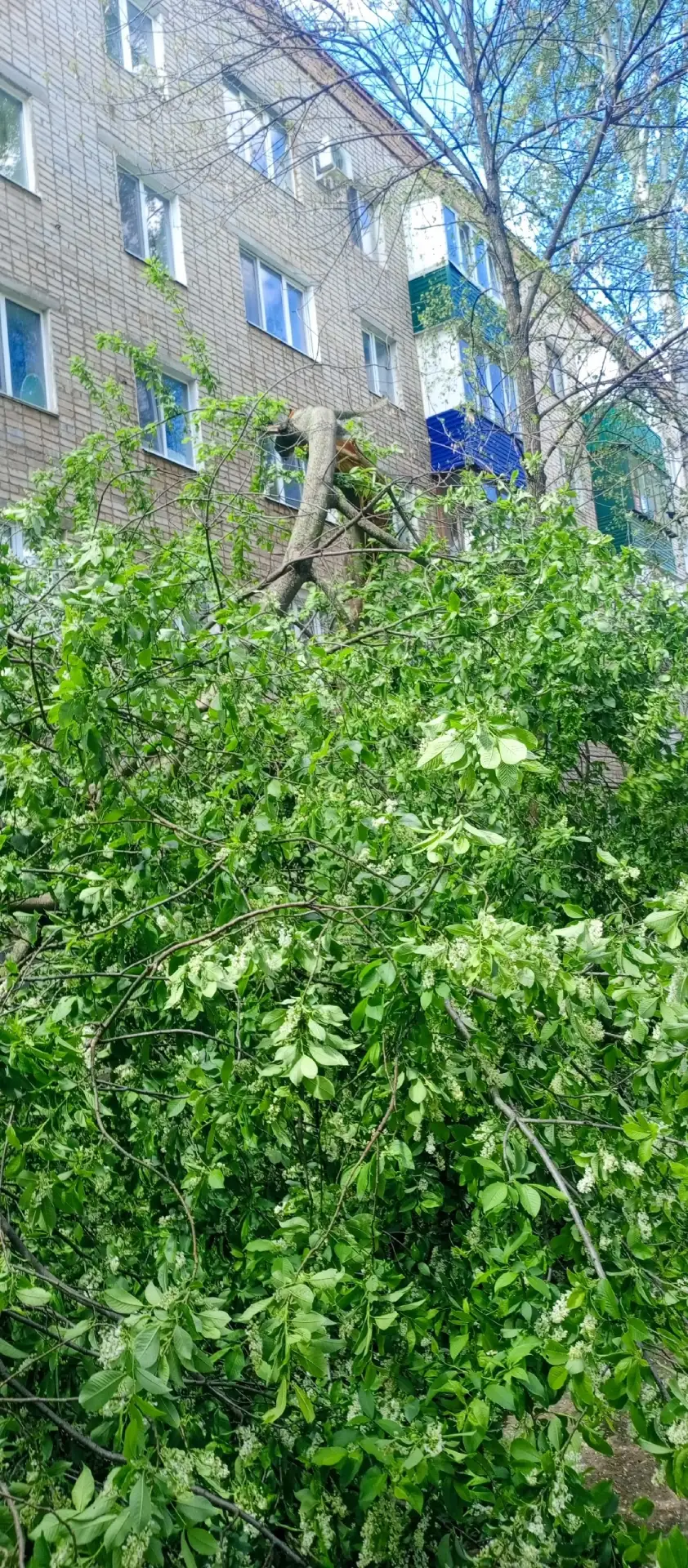 В Ишимбае по улице Мира вчера упала черёмуха из-за ветра. Будьте внимательней!  📱Написать комментари