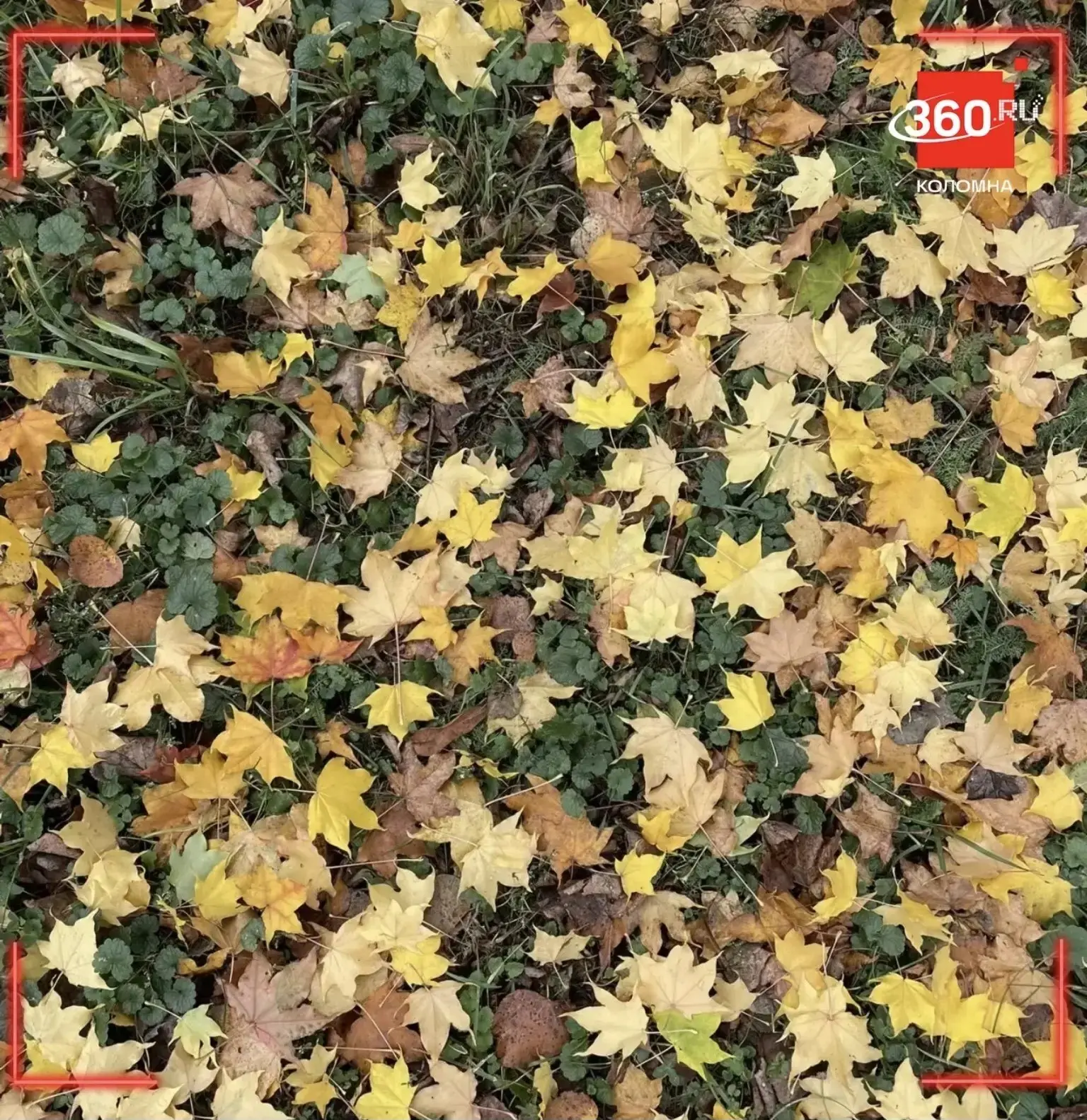 Даже если небо хмурится, осень радует нас ярким ковром под ногами 😉
