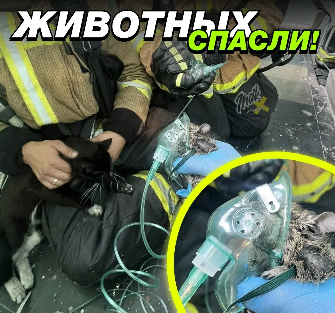 🐱 Петербургские пожарные спасли двух заморских грызунов и кошку