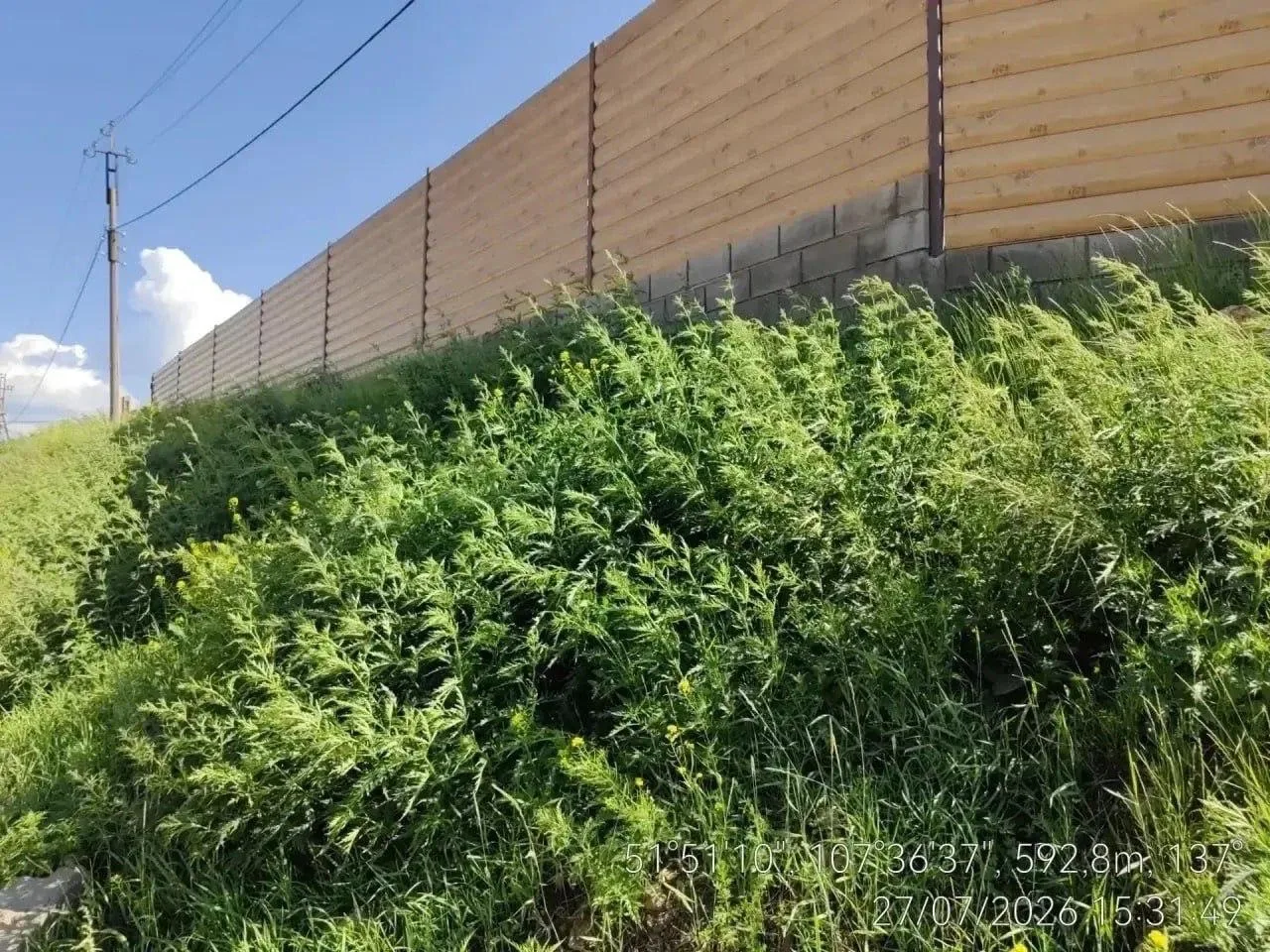 🌿 Джунгли зовут: мэрия Улан-Удэ вышла на борьбу с сорняками

В Улан-Удэ специалисты муниципального 