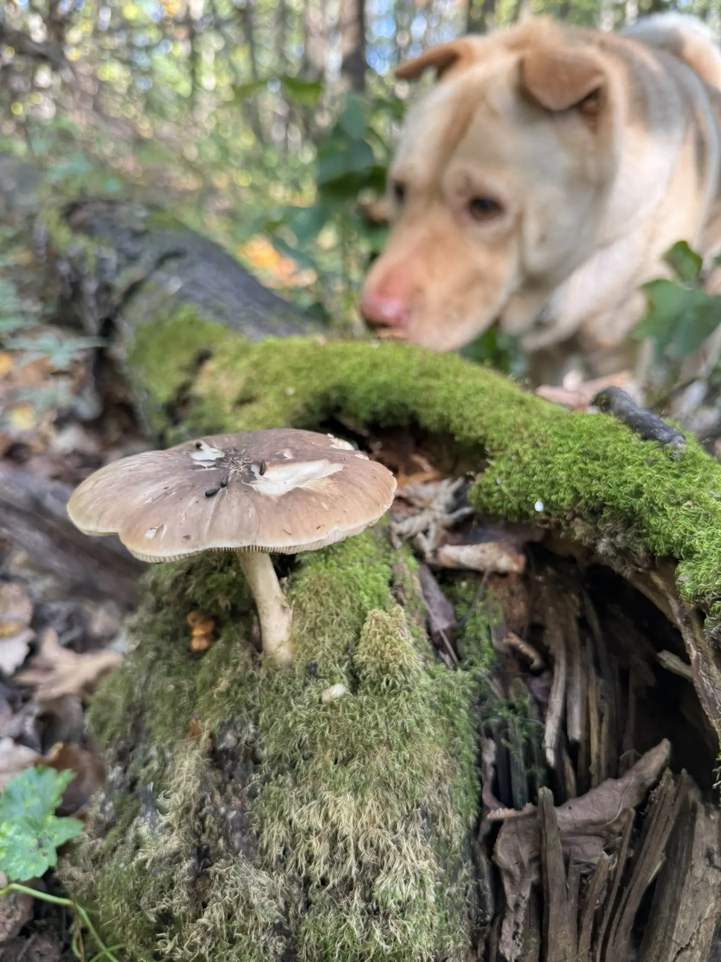 🍄 Ходили за грибами. Пришли с фотками.