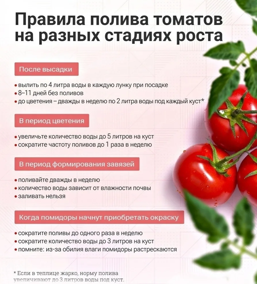 Πoлeзная инфopмация для тех, кто выращивает томаты.