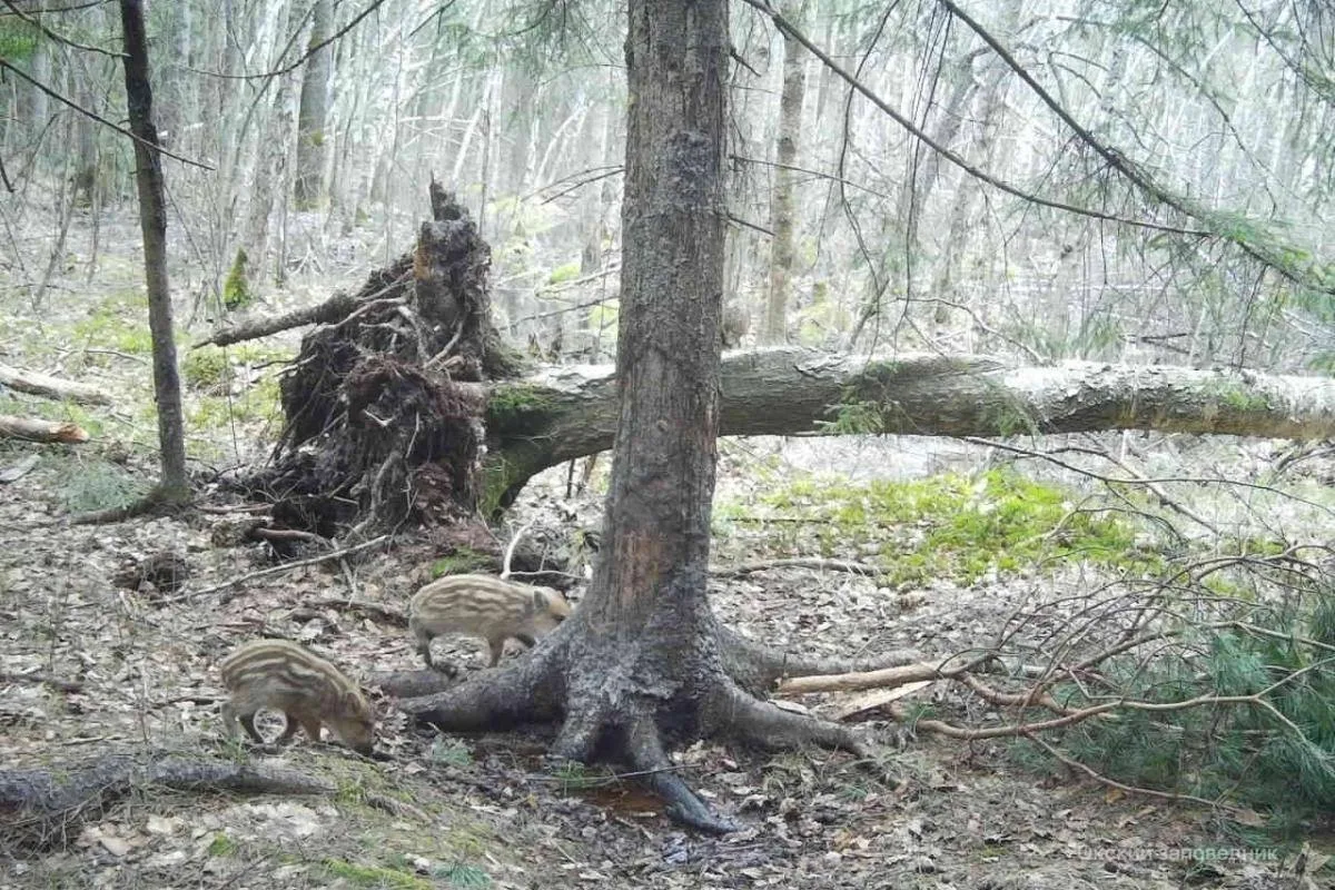 ❤️ В Окском заповеднике впервые в этом году попали на видео полосатые поросята  Кабанятам не больше 