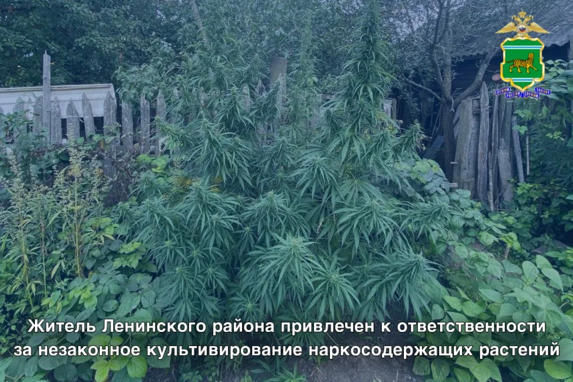 Житель Ленинского района привлечен к ответственности за незаконное культивирование нарк...