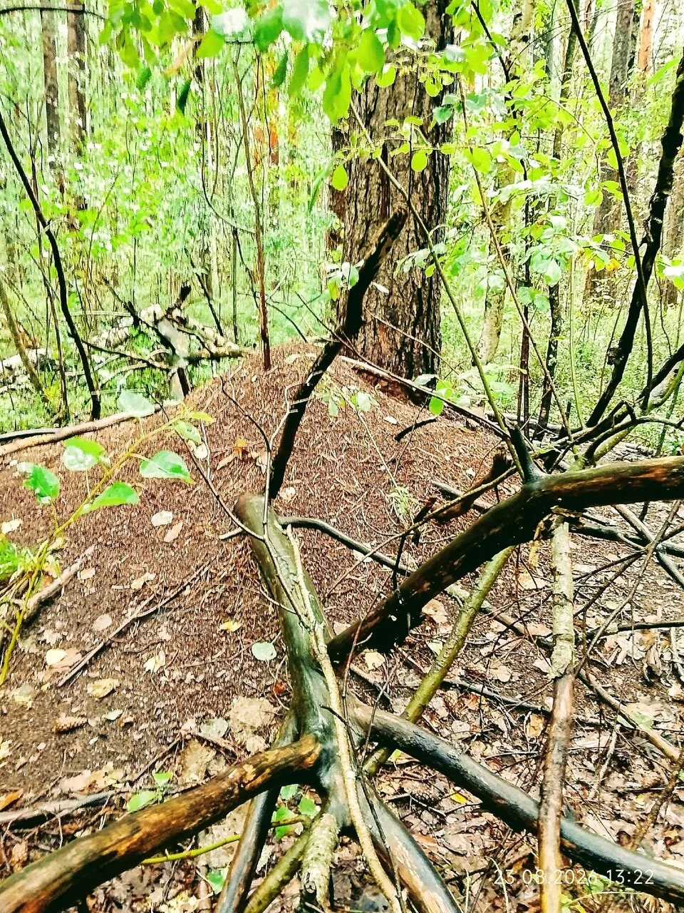 Дары Колпинского леса