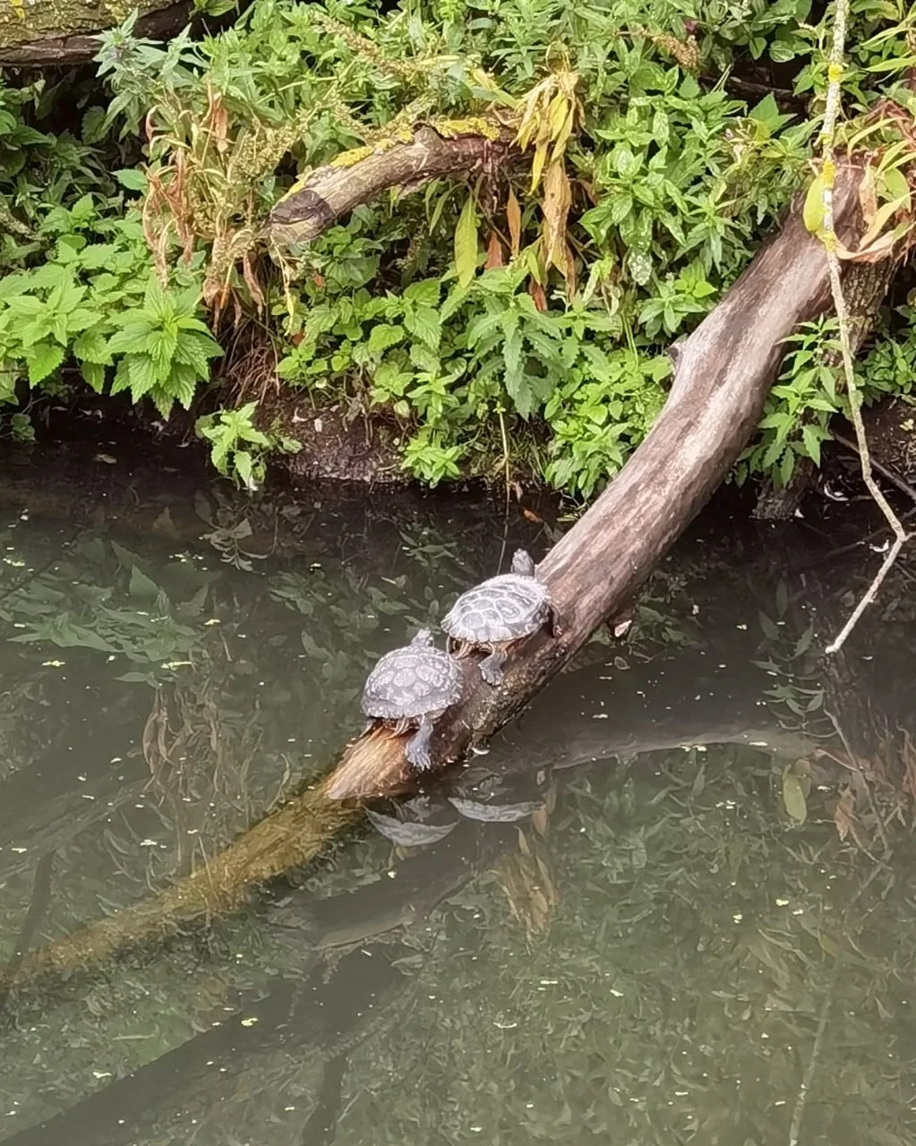 🐢 Черепахи устроили солнечные ванны на Яузе
