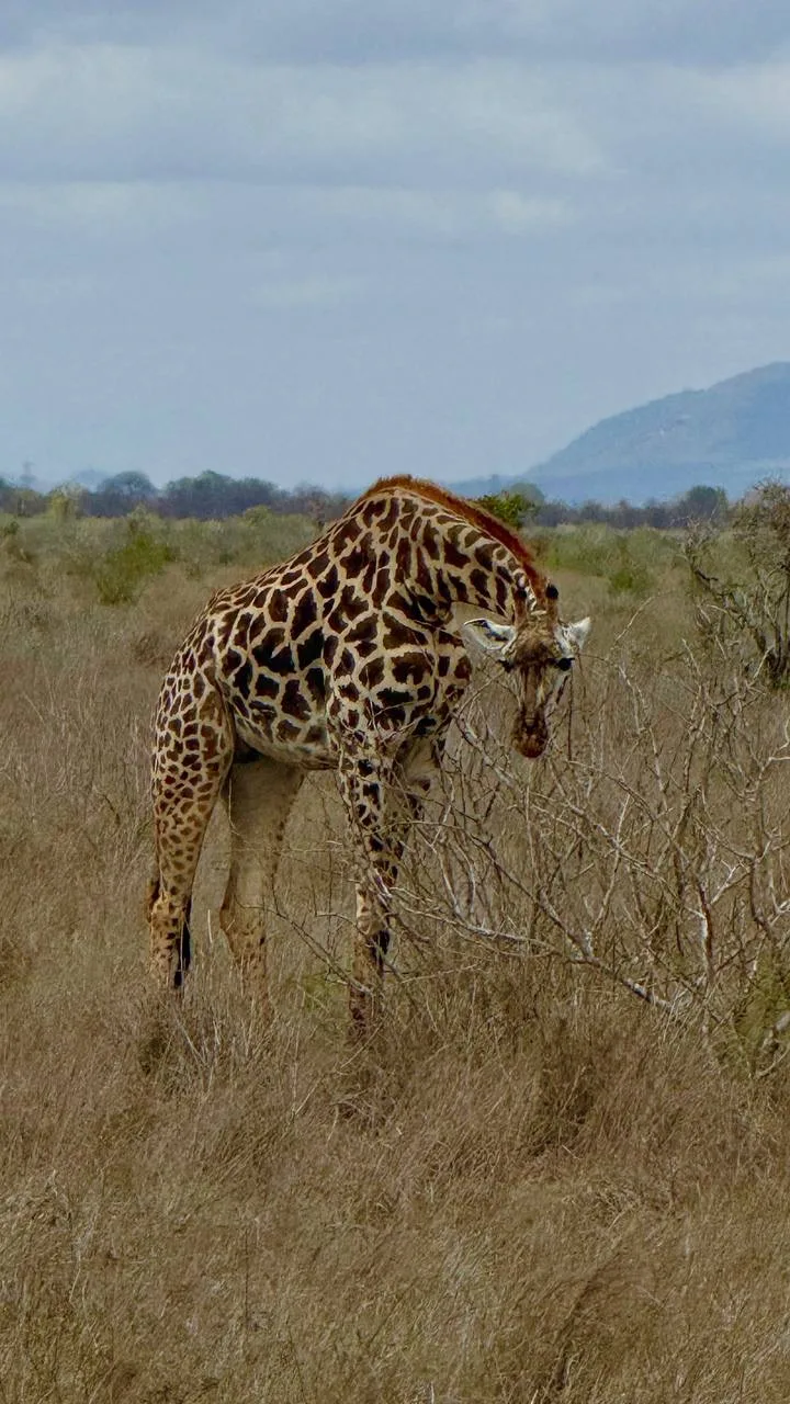 🦒 Где можно позавтракать с жирафами?