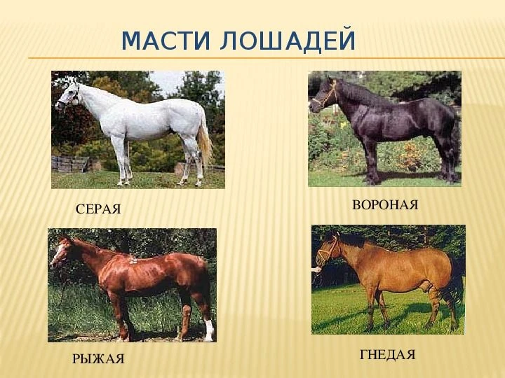 🐴 Коней караковых, соловых,