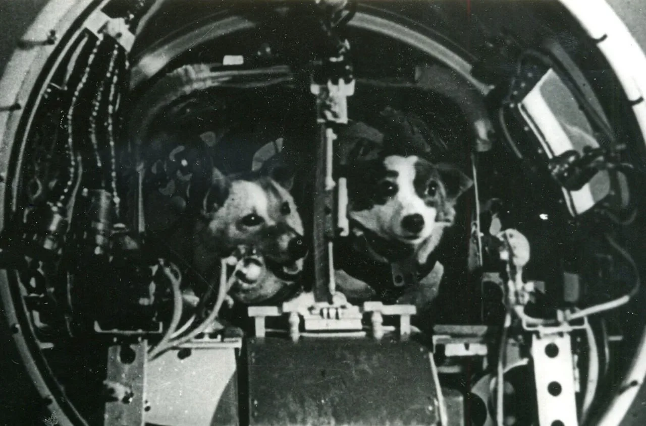 19 августа 1960 года с космодрома Байконур стартовал космический корабль «Спутник-5». Н...