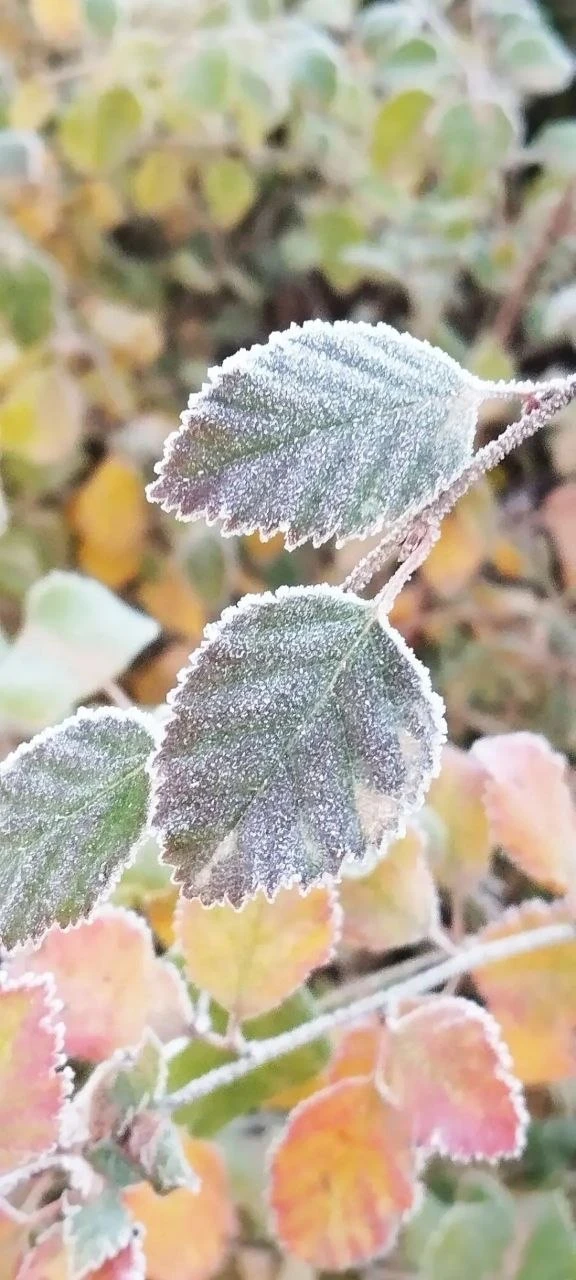 ❄️ Мирнинский район: первые заморозки