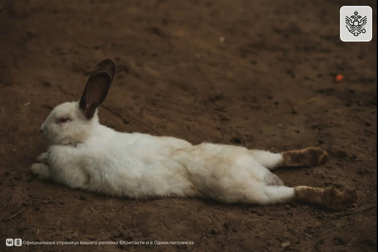 🐰 Кролик из Ульяновского зоопарка показывает, как нужно расслабляться. Всем хорошего о...