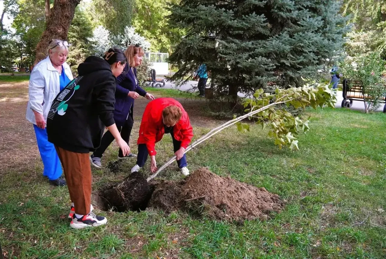 В Братском саду Астрахани высадили кленолистные платаны