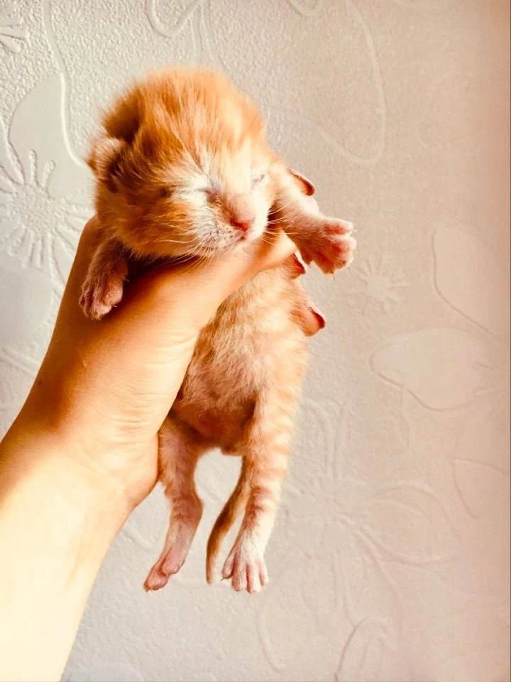 Вашему вниманию, семечка котьева дерева. Перед посадкой и в день сбора урожая🥰

шерстяные проказник