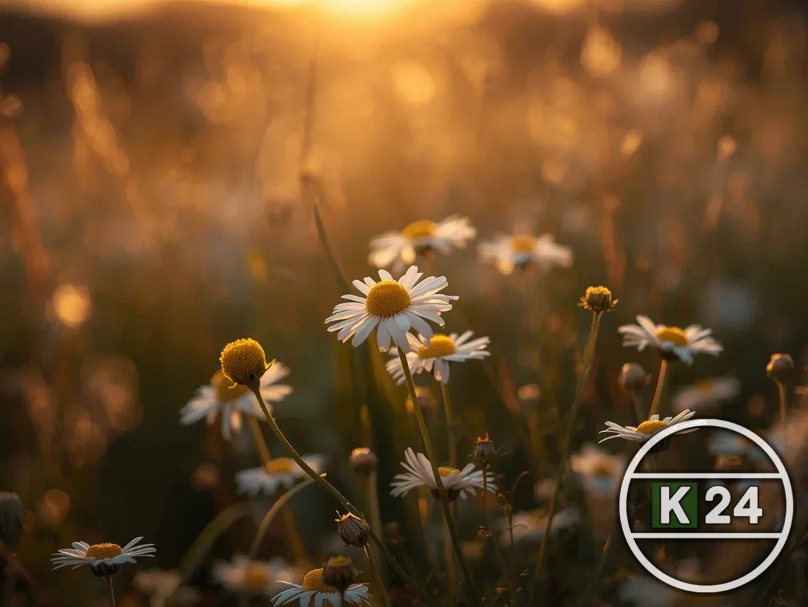 🌤️ Кингисепп, доброе утро! Сегодня 23 мая, нас ждёт приятный майский день со свежим воздухом и весен
