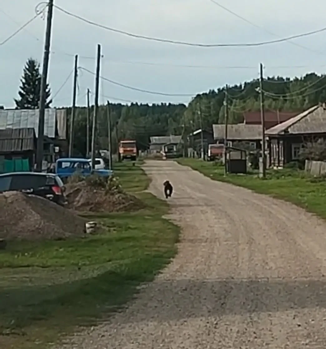 Ситуация с появлением медведя в Галанино находится на контроле