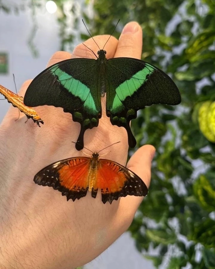 🦋 В ТРЦ «Солнечный» открылся центр живых гигантских тропических бабочек!

До 26 июля включительно в