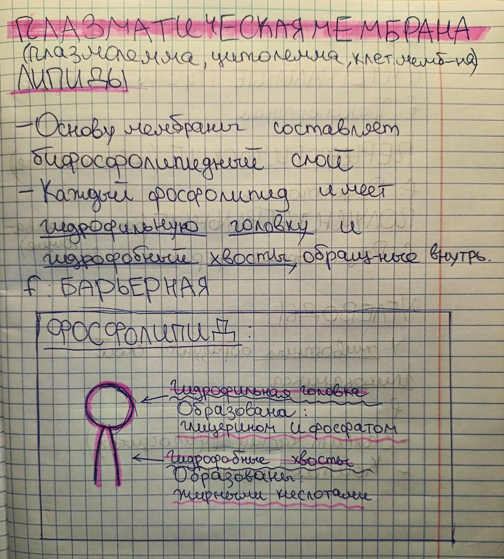 Плазматическая мембрана