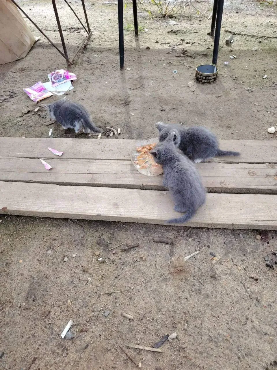Котята, красивые, спокойные и ласковые к рукам, жили на стройке, но сейчас строители съ...