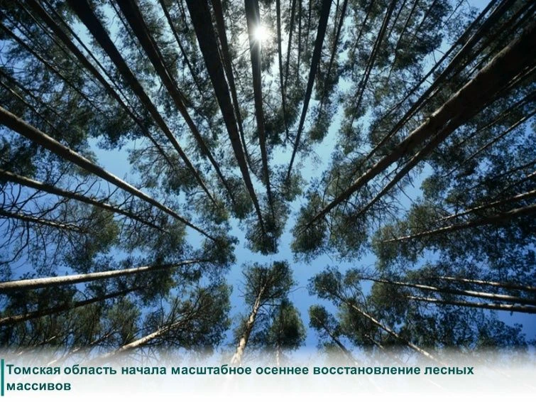В Томской области дан старт восьмому сезону всероссийской акции по восстановлению лесны...
