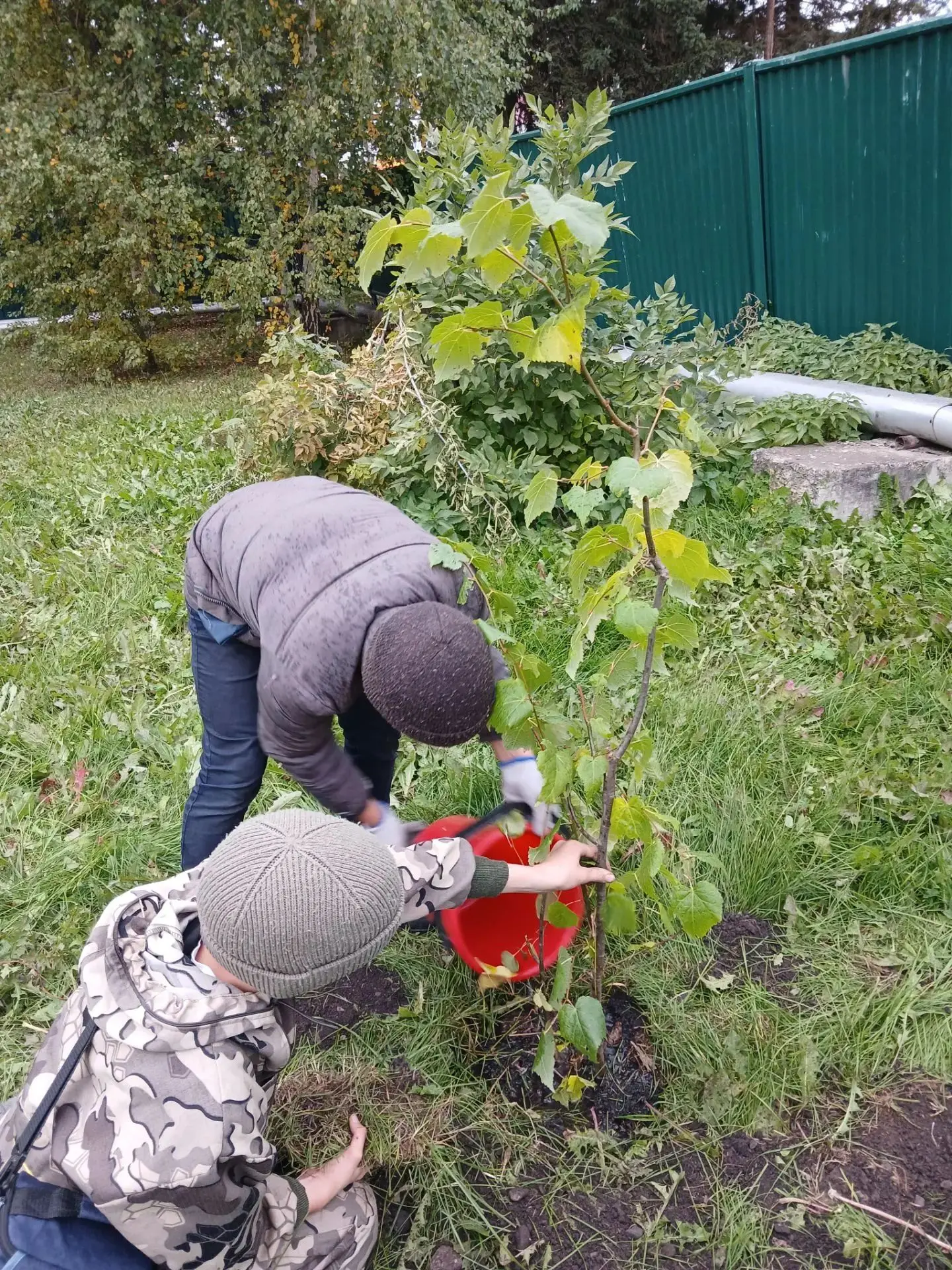 Школьный дендрарий? 🌱