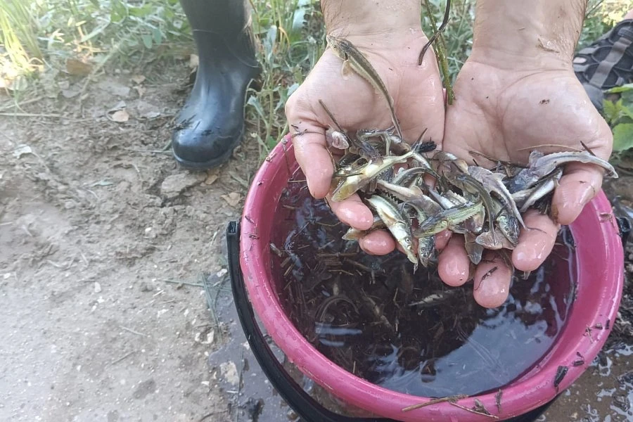 🌊 Новая жизнь водоемам