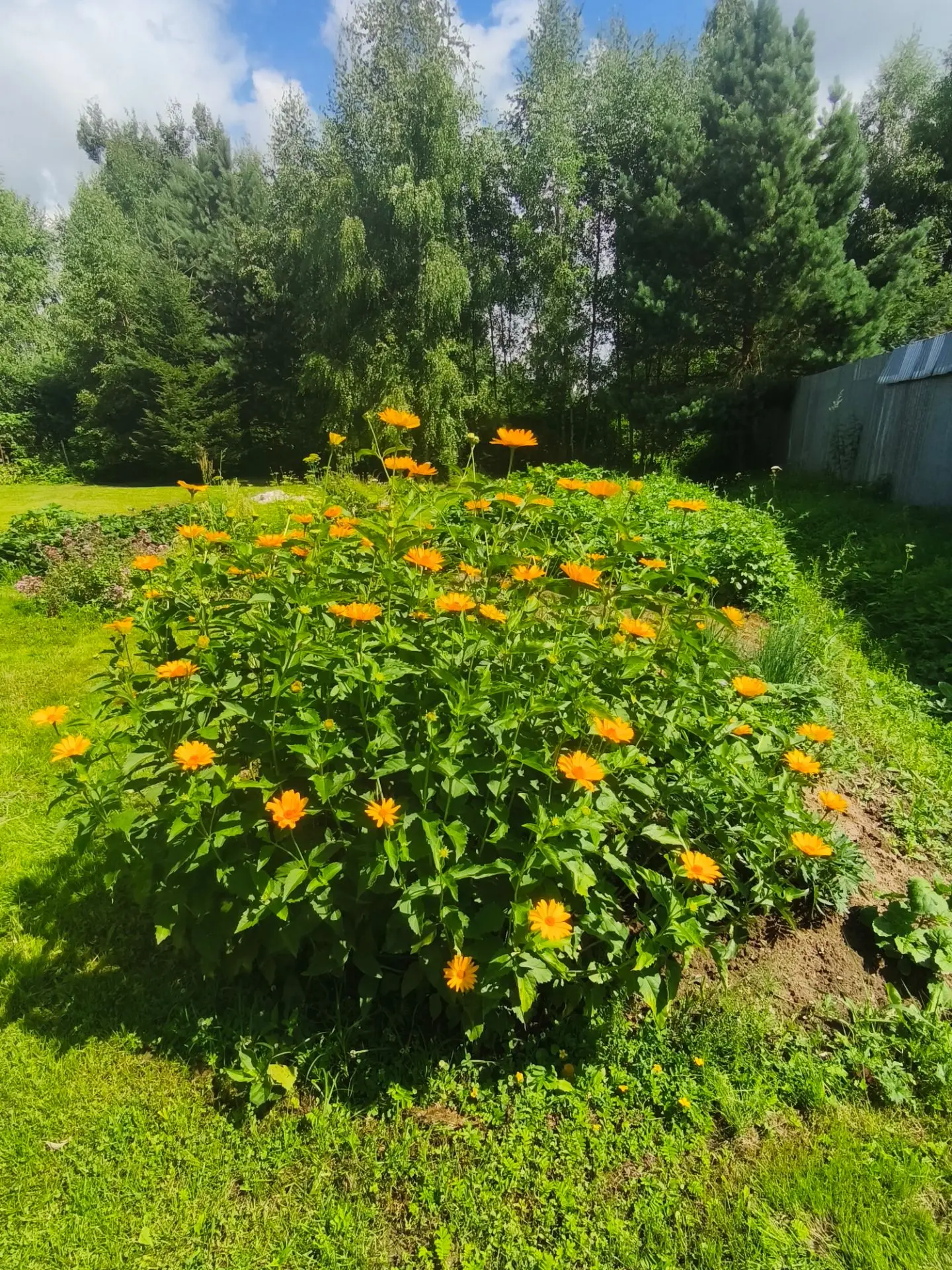 Гелиопсис.