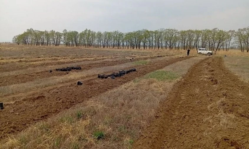 🌳 Амурские липы, ясени и кедры: полтора гектара молодого леса высадили в Березовском заказнике  В Бе