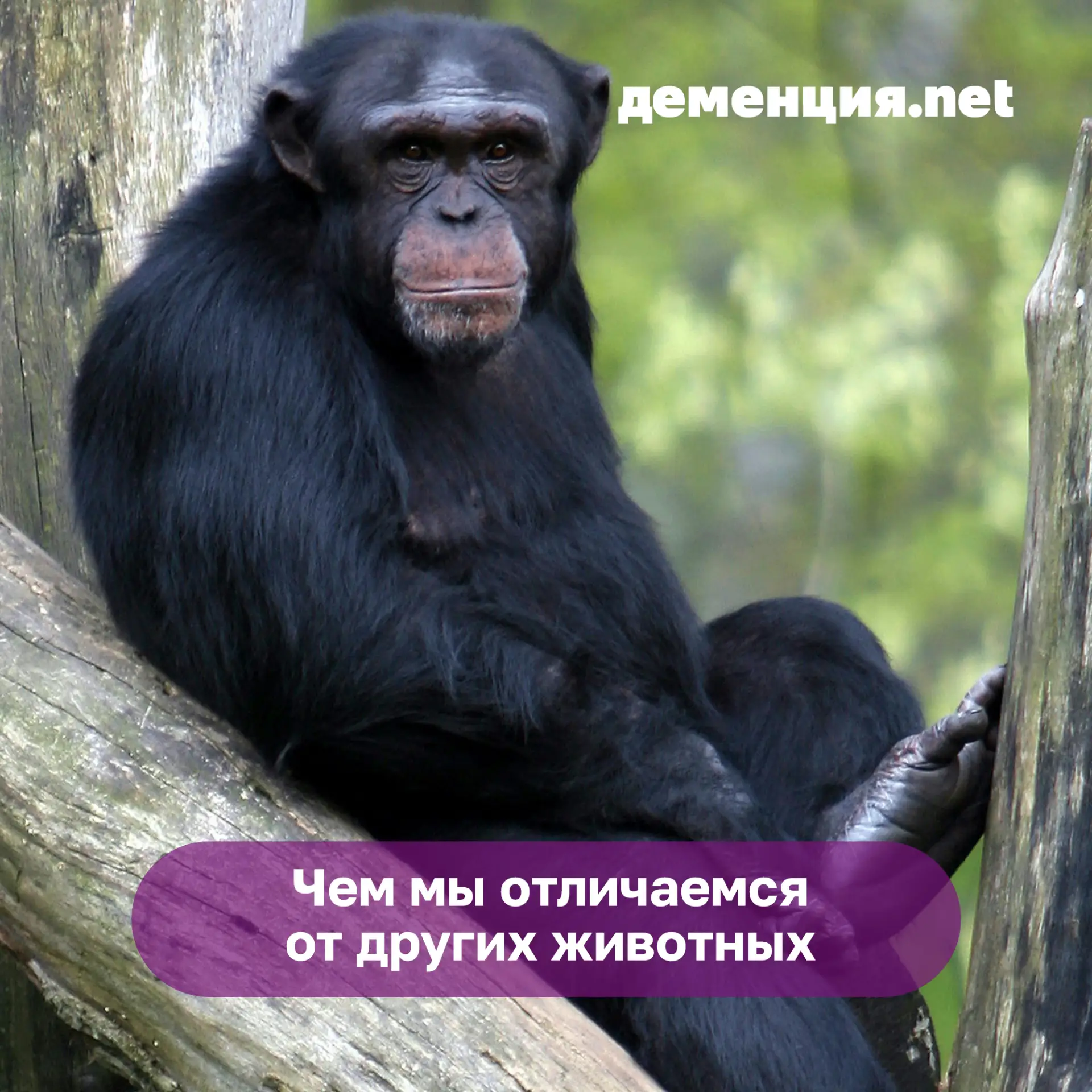 ДНК человека и шимпанзе совпадает более, чем на 99%. Тем не менее, мозг человека все равно совершенн