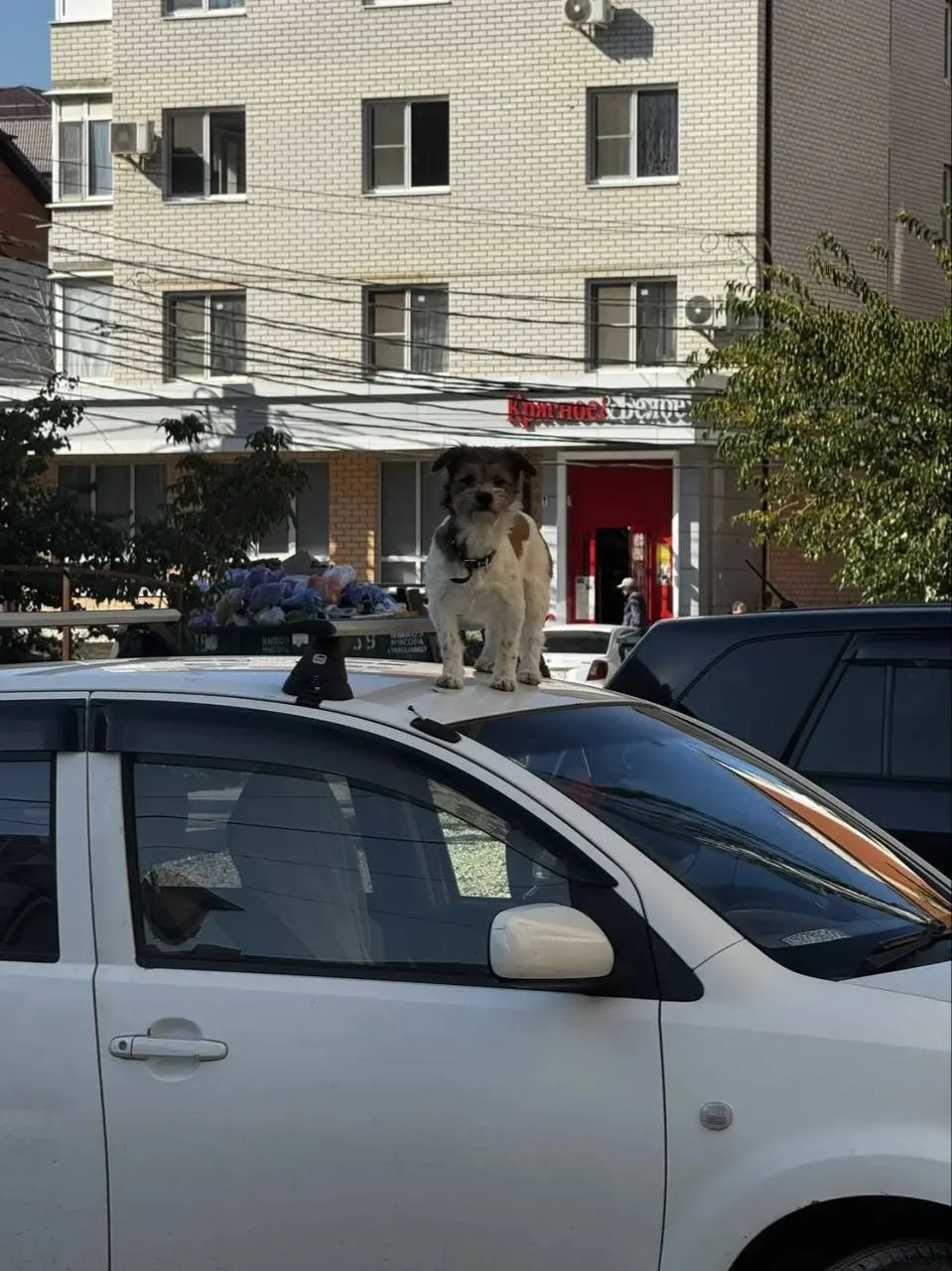 🐕 В Краснодаре собака забралась на машину, чтобы лучше высматривать хозяина.