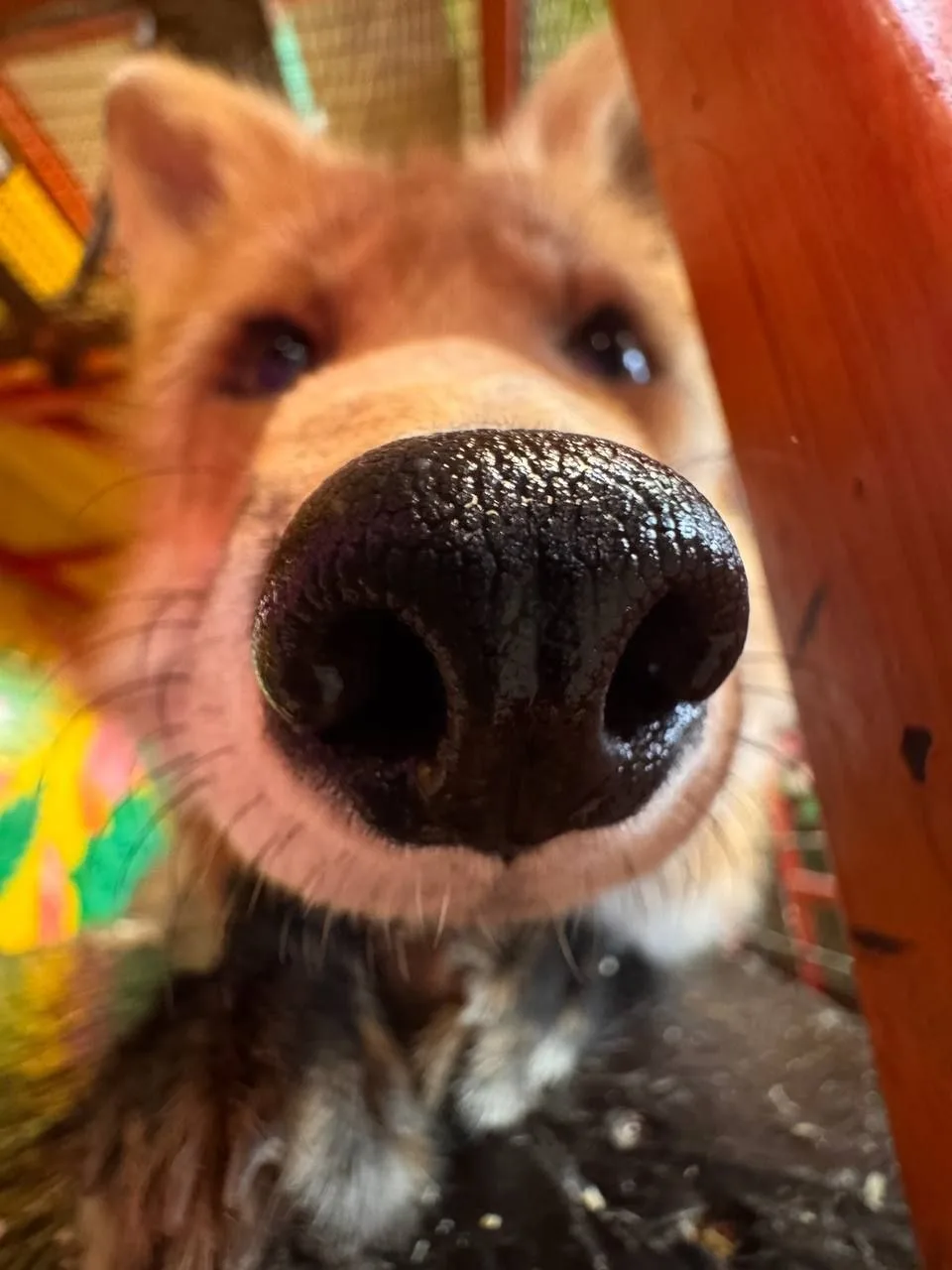 "Если вы залезли в наш дом- мы залезем в ваш🦊"