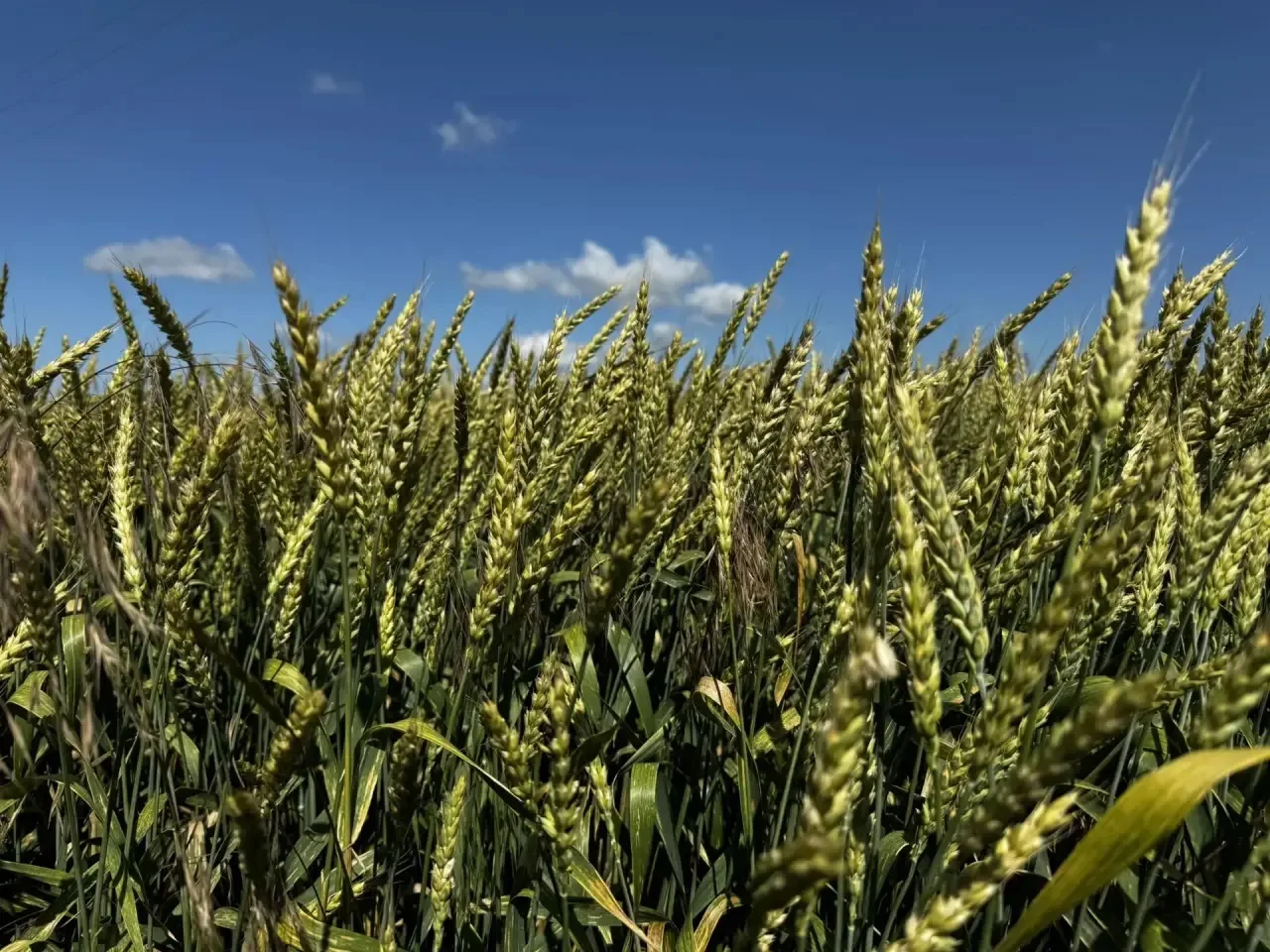 Доброе утро, Азовский район 🌾
