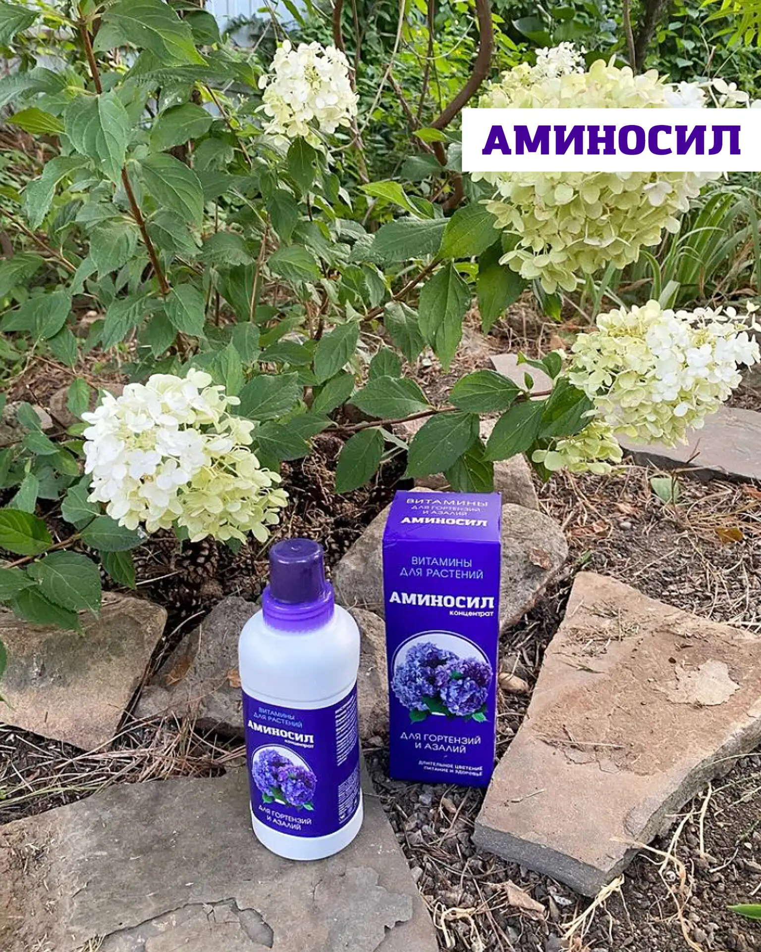 Когда сажать метельчатую гортензию, чтобы она прижилась и пышно цвела 🌸  Метельчатая гортензия — одн