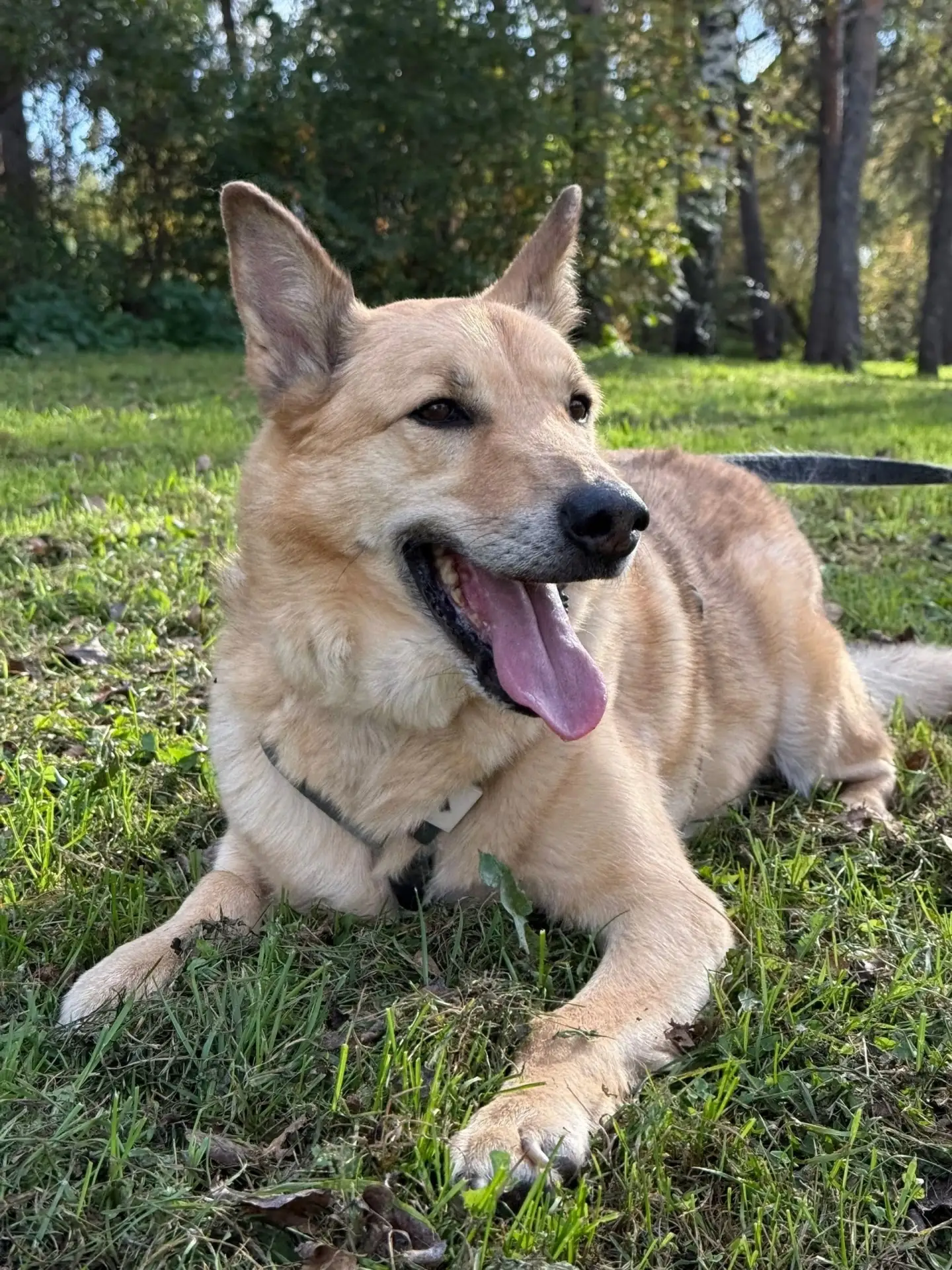 Лори ищет дом 🐕