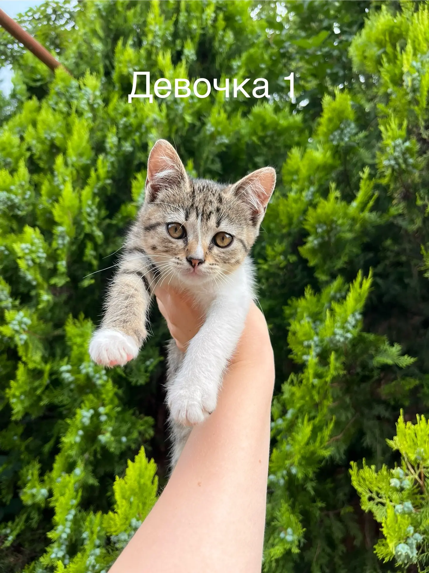Малыши в добрые руки!
5 девочек. Родились 1 мая. К еде не прихотливы, охотницы-мышеловки! Приучены к