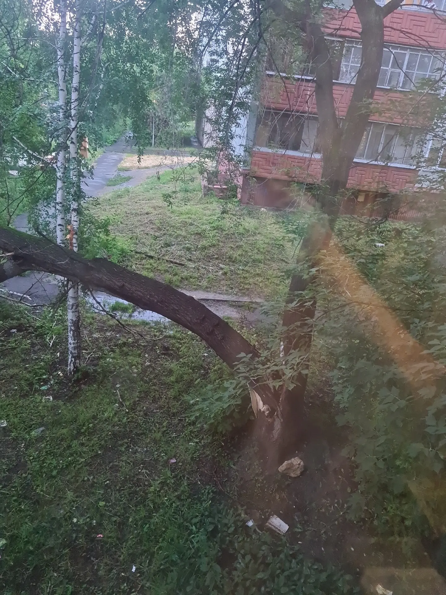 На Октябрьской, 19 сломалось дерево.