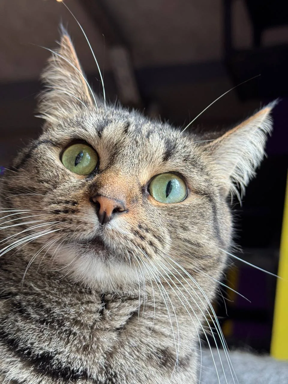 #КотофейРтуть в недоумении…