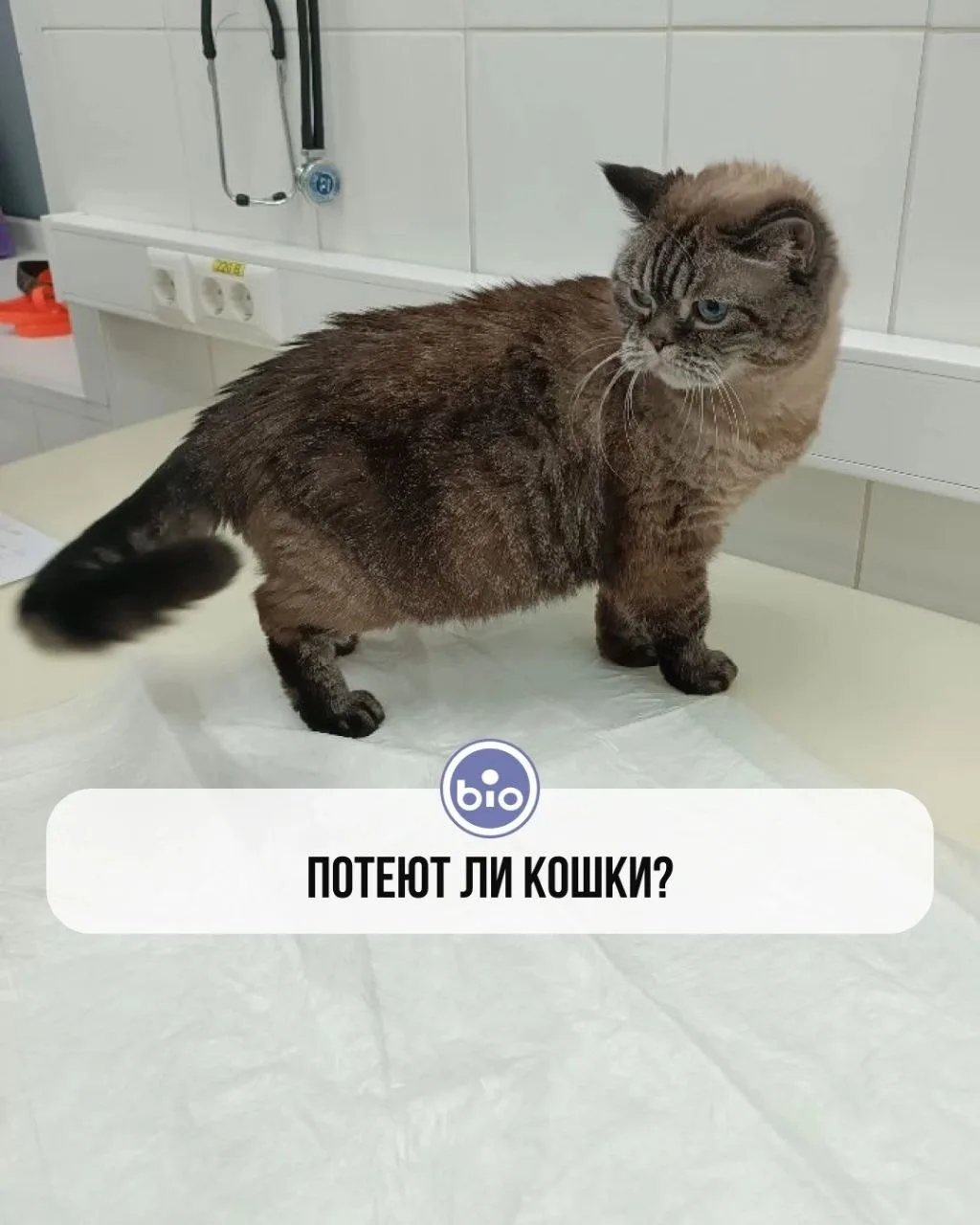 🐱 А вы знали, что кошки… потеют?

 Да-да, эти пушистые загадки тоже умеют потеть, но совсем не так,