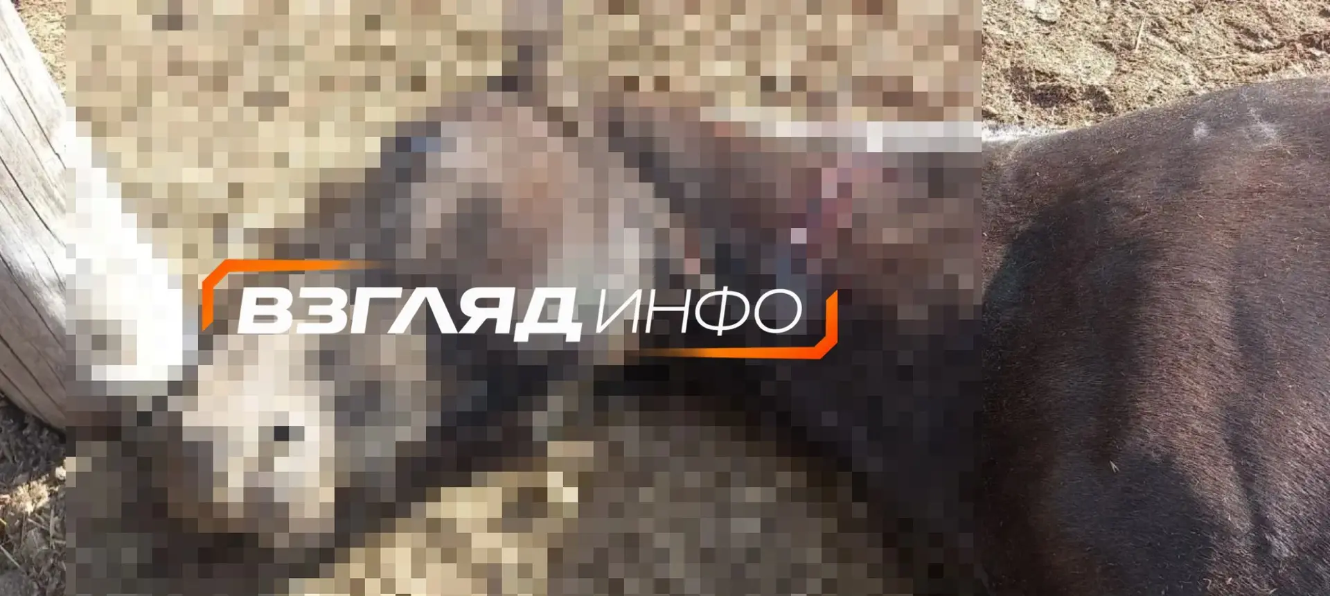 На убитой медведем в Лугавском лошади лишь небольшая рана на шее