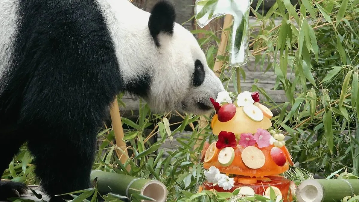 🐼 Диндин из Московского зоопарка отметила 9-летие

В честь дня рождения панде приготовили необычный