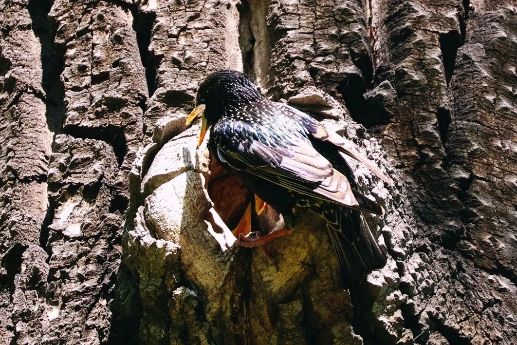 🐦‎Пернатые кормильцы желторотого потомства показали минусинским лесопожарным детали трапезы прожорли