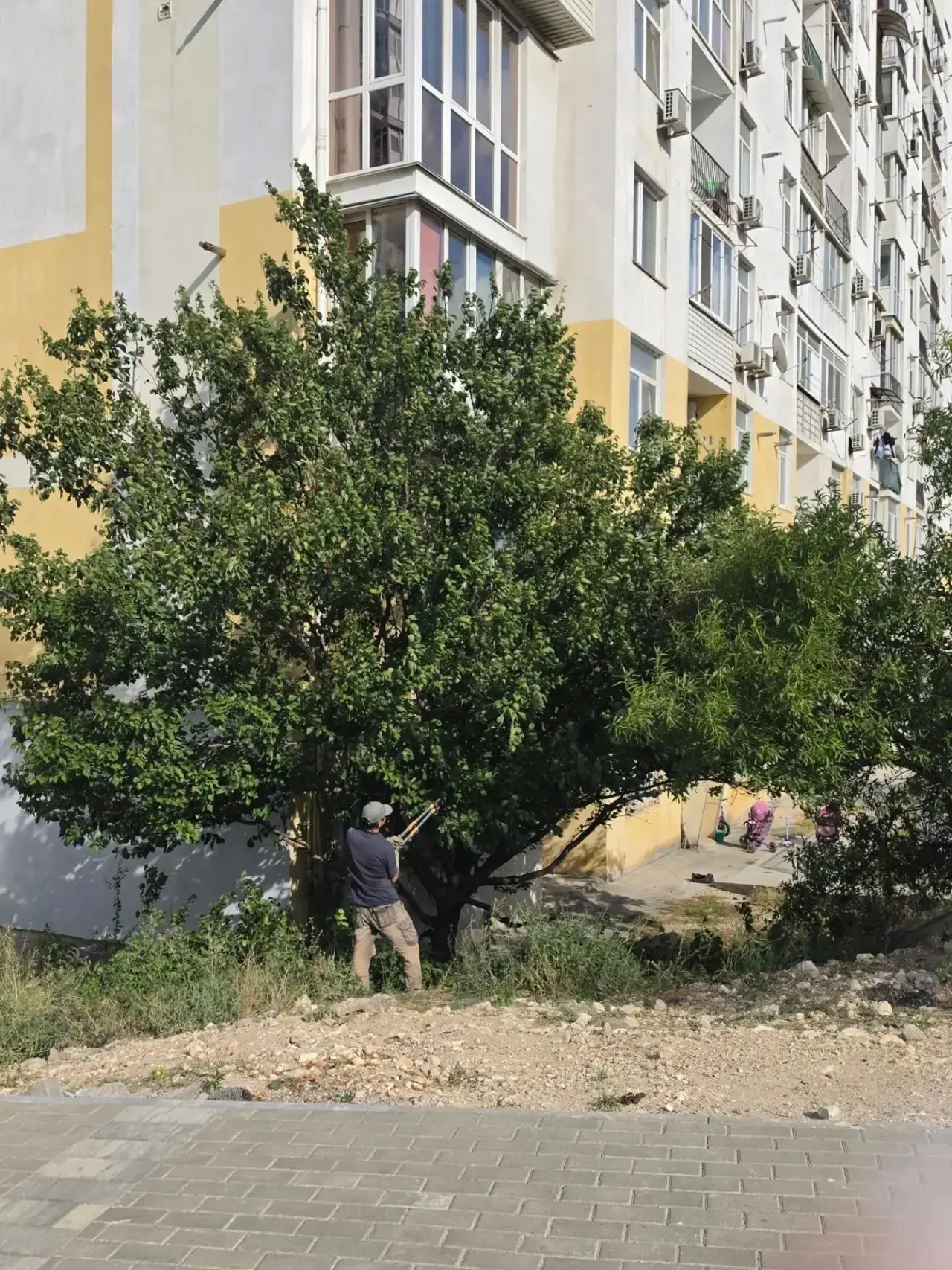 🏡📸Миссия выполнена: ветки под контролем, колючки отступили
