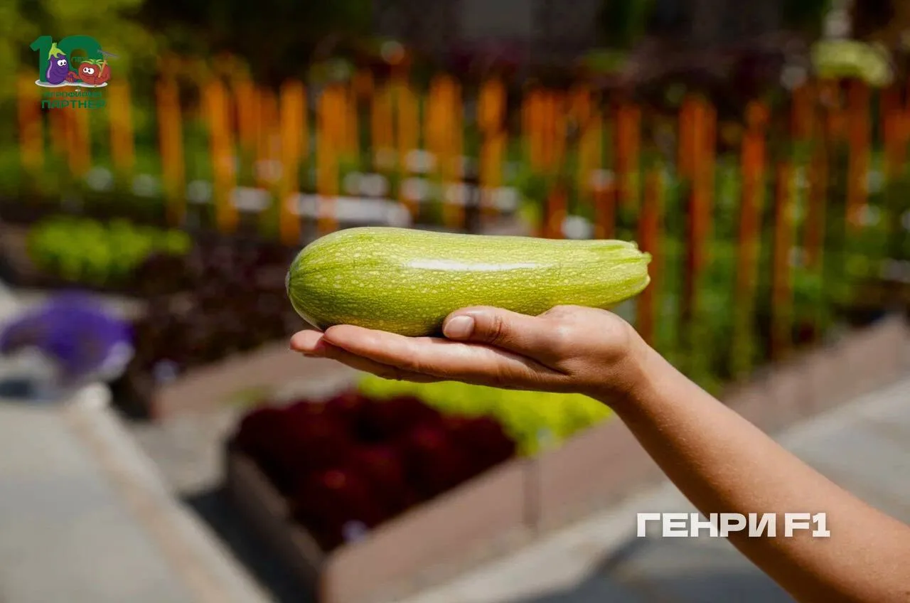 🥒 Подборка: Идеальные кабачки для запекания

Кабачки — настоящие звёзды на кухне и в огороде! Они н
