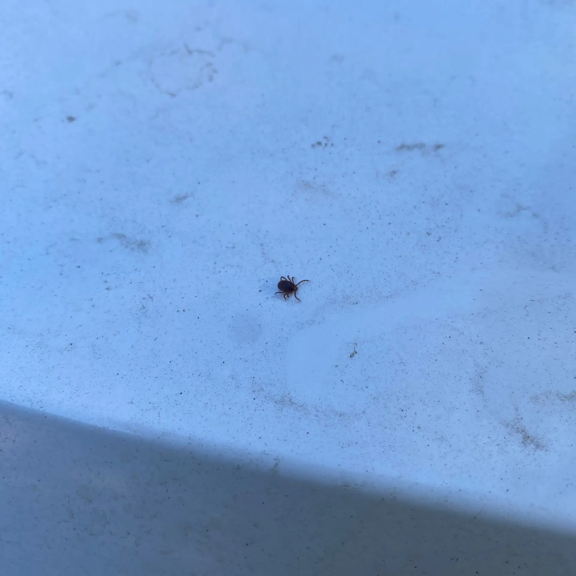 🕷️В лесу много клещей

От подписчика:
Зашел в лес на 10 минут проверить грибы. Снял с себя трёх ушл